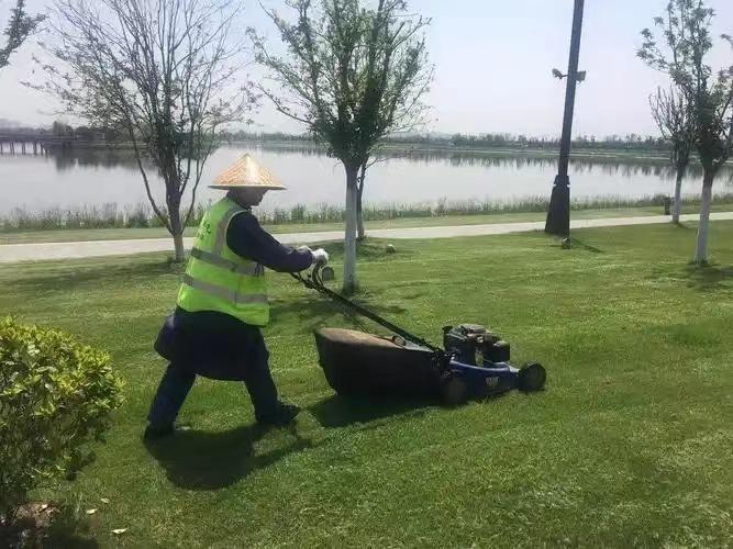 綠化養(yǎng)護3